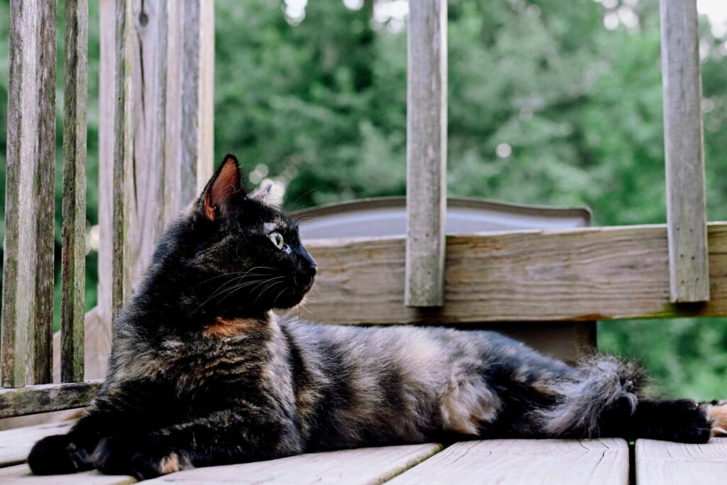 WillowPorch4