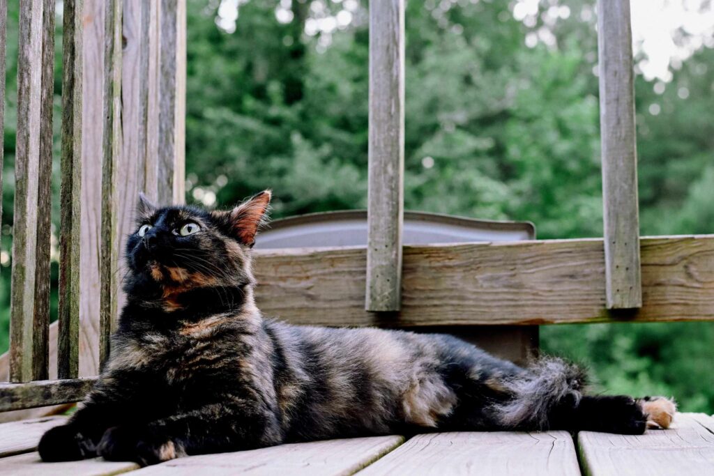 WillowPorch6
